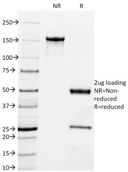 MFG-E8 Antibody (MFG-06), Novus Biologicals 0.2mg; Unlabeled:Antibodies,